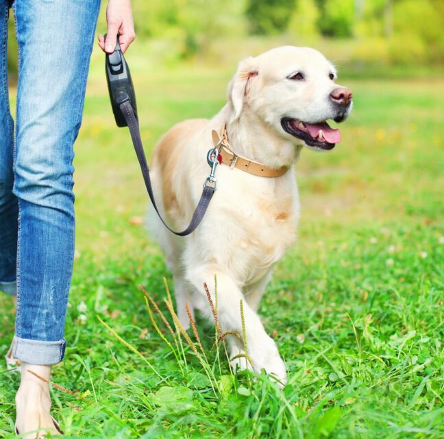 A golden retriever walking on a leash beside its owner on a grassy park path