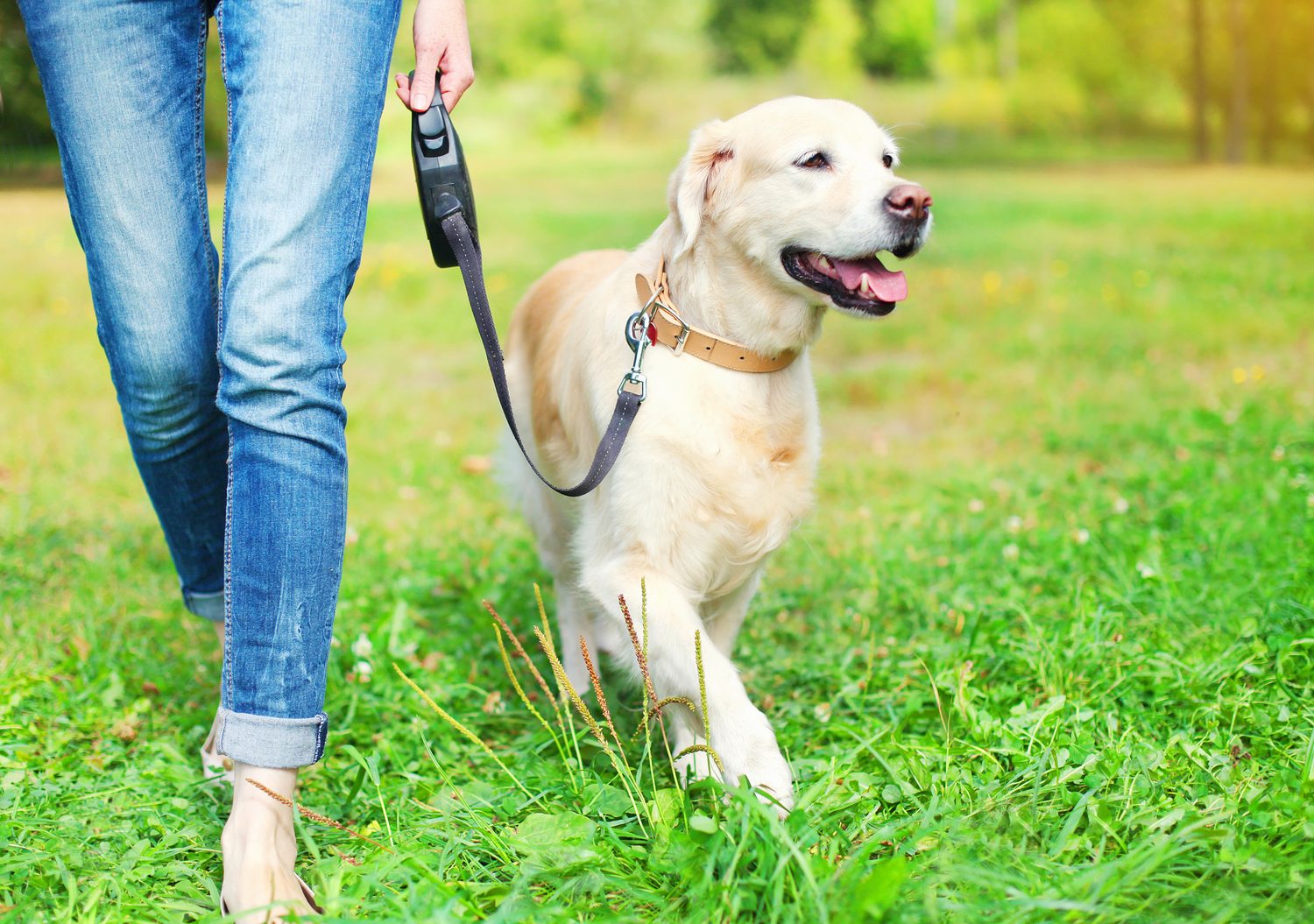 A golden retriever walking on a leash beside its owner on a grassy park path