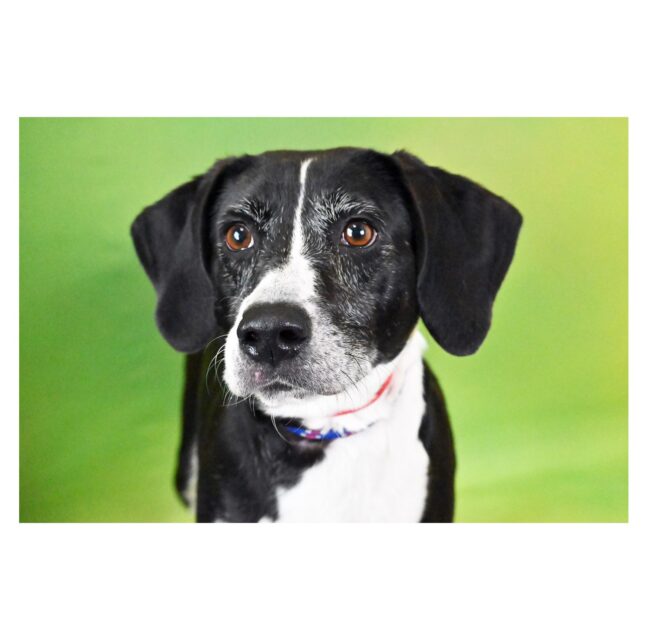 Harriet, a black and white Beagle mix available for adoption