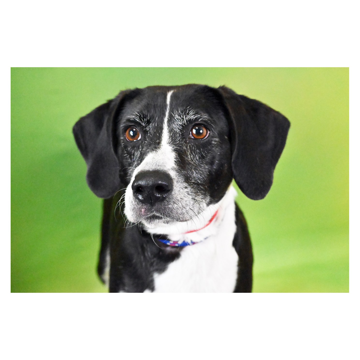 Harriet, a black and white Beagle mix available for adoption