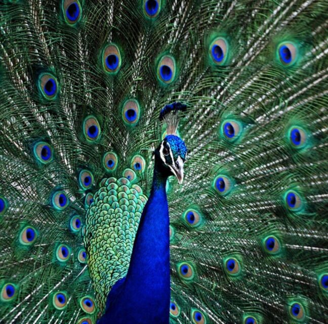 A peacock at Flamingo Gardens in Davie. Photo: Flamingo Gardens