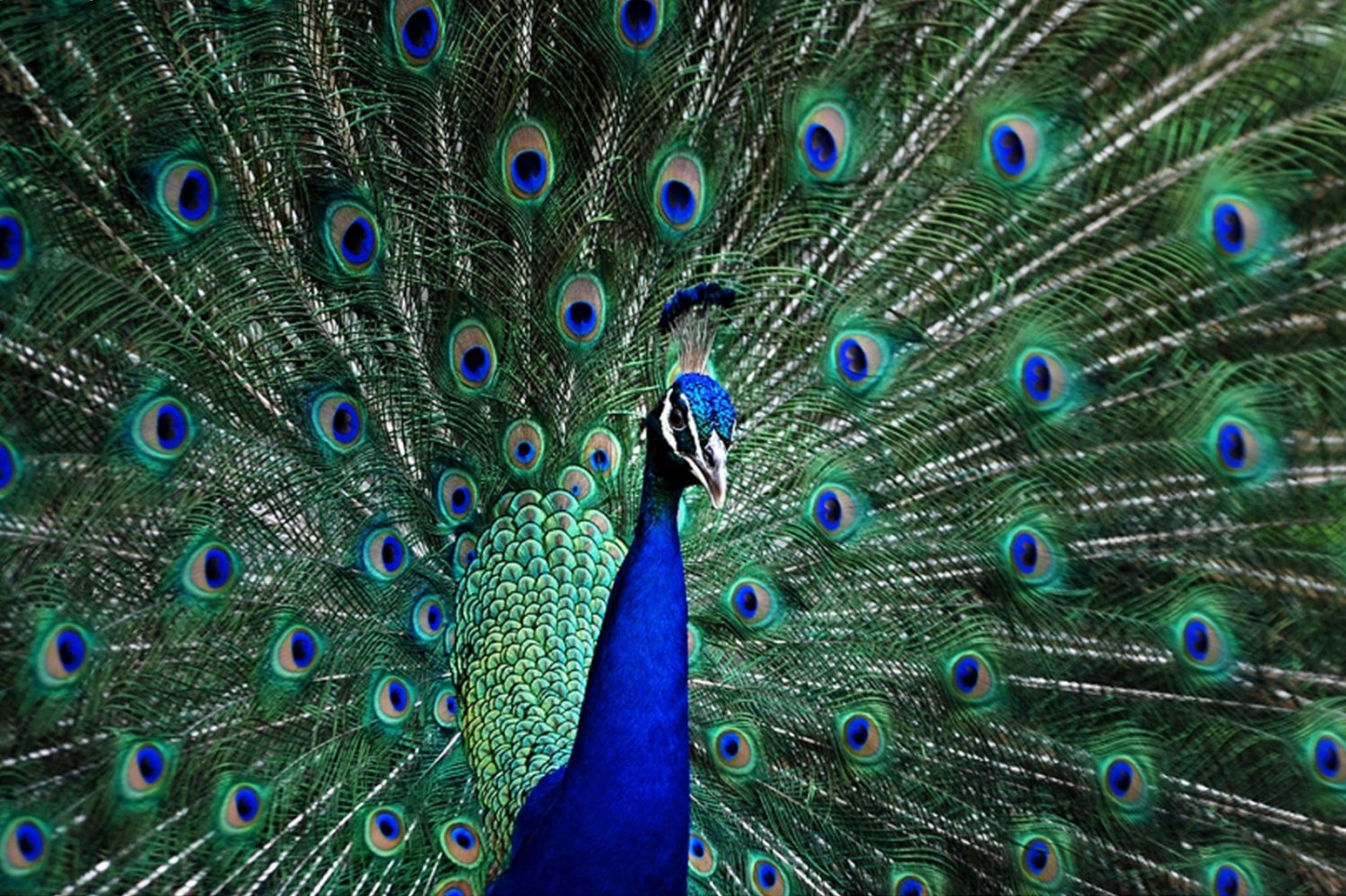 A peacock at Flamingo Gardens in Davie. Photo: Flamingo Gardens